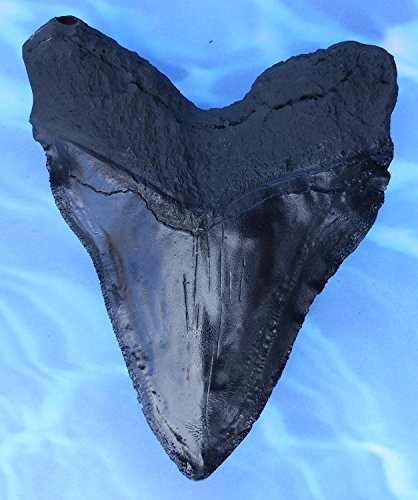 Massive 6-Inch Megalodon Shark Tooth, with serrations(Replica)