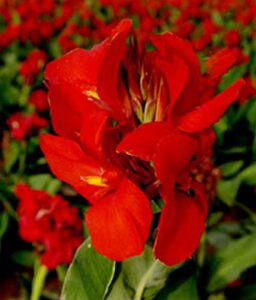 6 canna rhizomes / bulbs / roots - the president - order for spring planting!