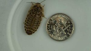 100 medium dubia roaches by dbdpet | live arrival is guaranteed