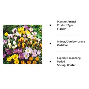 40 Jumbo Crocus Mixture - Crocus vernus & flavus by Daylily Nursery