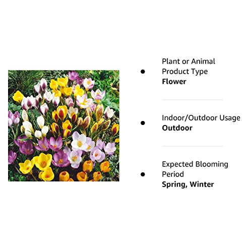 40 Jumbo Crocus Mixture - Crocus vernus & flavus by Daylily Nursery