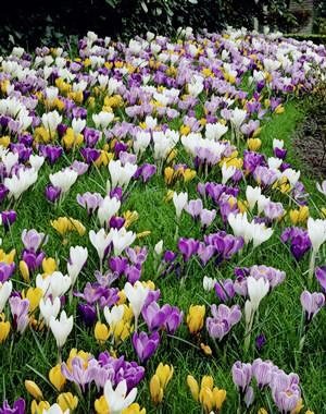 40 Jumbo Crocus Mixture - Crocus vernus & flavus by Daylily Nursery