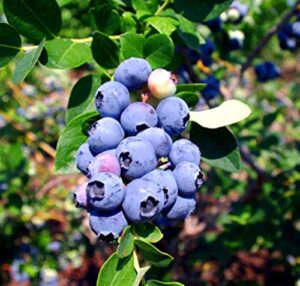 blueberry plants"emerald" southern highbush includes (4) four plants with 4 hello organics tags