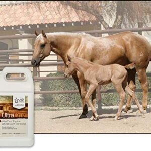 UltraCruz Wheat Germ Oil Blend Supplement for Horses and Livestock, 1 Gallon (125 Day Supply)