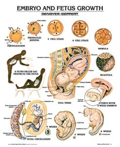 embryo fetus growth wall chart, unmounted