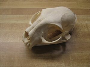 real bone bobcat skull.