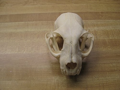 Real Bone Bobcat Skull.