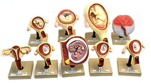 Eisco Labs Pregnancy Series - Embryonic/Fetal Development, Set of 9 Anatomical Models