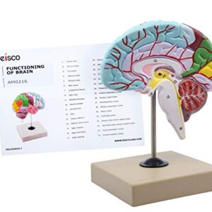 Functional Human Brain Model, Cross Section - 1/2 Size - Color Coded & Numbered with Key Card - Includes Mount - Eisco Labs