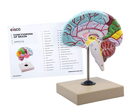 Functional Human Brain Model, Cross Section - 1/2 Size - Color Coded & Numbered with Key Card - Includes Mount - Eisco Labs