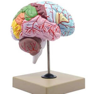 Functional Human Brain Model, Cross Section - 1/2 Size - Color Coded & Numbered with Key Card - Includes Mount - Eisco Labs