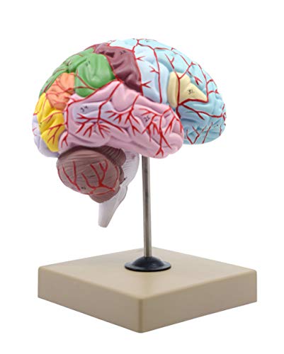 Functional Human Brain Model, Cross Section - 1/2 Size - Color Coded & Numbered with Key Card - Includes Mount - Eisco Labs