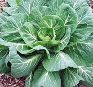 collard greens seeds, georgia southern, heirloom, 100 seeds, non gmo