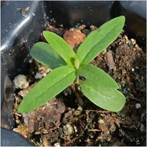 Seed Needs, Pink Common Milkweed Seeds for Planting (Asclepias syriaca) Heirloom, Untreated & Open Pollinated, Attracts Monarch Butterflies (2 Packs)