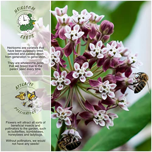Seed Needs, Pink Common Milkweed Seeds for Planting (Asclepias syriaca) Heirloom, Untreated & Open Pollinated, Attracts Monarch Butterflies (2 Packs)