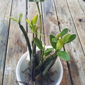 5 LIVE Mangroves - Red Mangrove Seedlings - Filtration, Aquarium, Reef, Tank, Saltwater, Aquatic, Plants