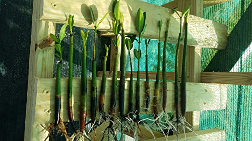 5 LIVE Mangroves - Red Mangrove Seedlings - Filtration, Aquarium, Reef, Tank, Saltwater, Aquatic, Plants