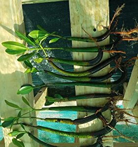 5 LIVE Mangroves - Red Mangrove Seedlings - Filtration, Aquarium, Reef, Tank, Saltwater, Aquatic, Plants