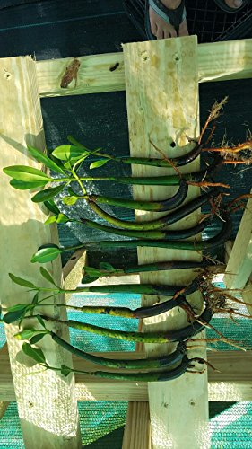 5 LIVE Mangroves - Red Mangrove Seedlings - Filtration, Aquarium, Reef, Tank, Saltwater, Aquatic, Plants