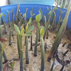 5 LIVE Mangroves - Red Mangrove Seedlings - Filtration, Aquarium, Reef, Tank, Saltwater, Aquatic, Plants