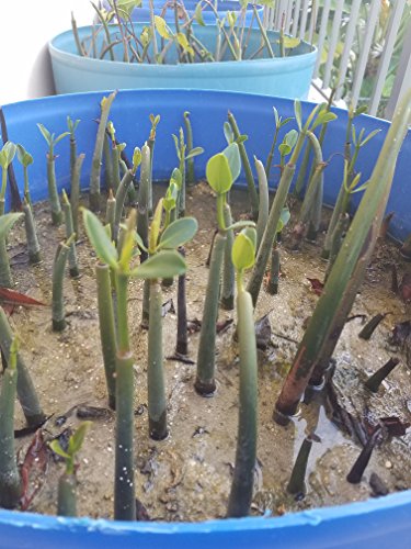 5 LIVE Mangroves - Red Mangrove Seedlings - Filtration, Aquarium, Reef, Tank, Saltwater, Aquatic, Plants