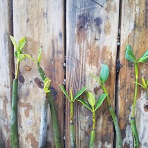 5 LIVE Mangroves - Red Mangrove Seedlings - Filtration, Aquarium, Reef, Tank, Saltwater, Aquatic, Plants