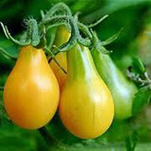 Tomato,Yellow PEAR Tomato Seed, Heirloom, Non-GMO, 25+ Seeds, Tasty, Great for Salads