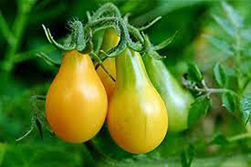 Tomato,Yellow PEAR Tomato Seed, Heirloom, Non-GMO, 25+ Seeds, Tasty, Great for Salads