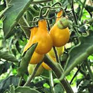 Tomato,Yellow PEAR Tomato Seed, Heirloom, Non-GMO, 25+ Seeds, Tasty, Great for Salads