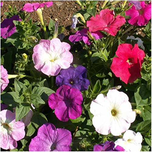 Seed Needs, Dwarf Mixed Petunia Seeds for Planting (Petunia Nana compacta) Single Package of 2,000 Seeds - Heirloom & Open Pollinated