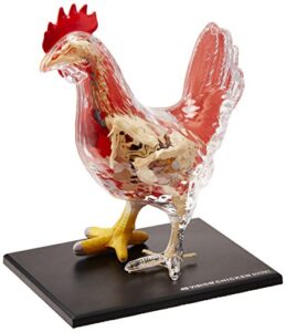 4d master vision chicken skeleton & anatomy model kit, one color