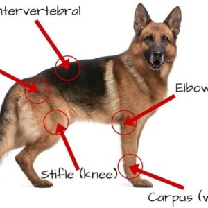 Extend - Joint Care for Dogs - 1 Month Supply - Glucosamine for Dogs with MSM & Ascorbic Acid - Pure Grade Ingredients.