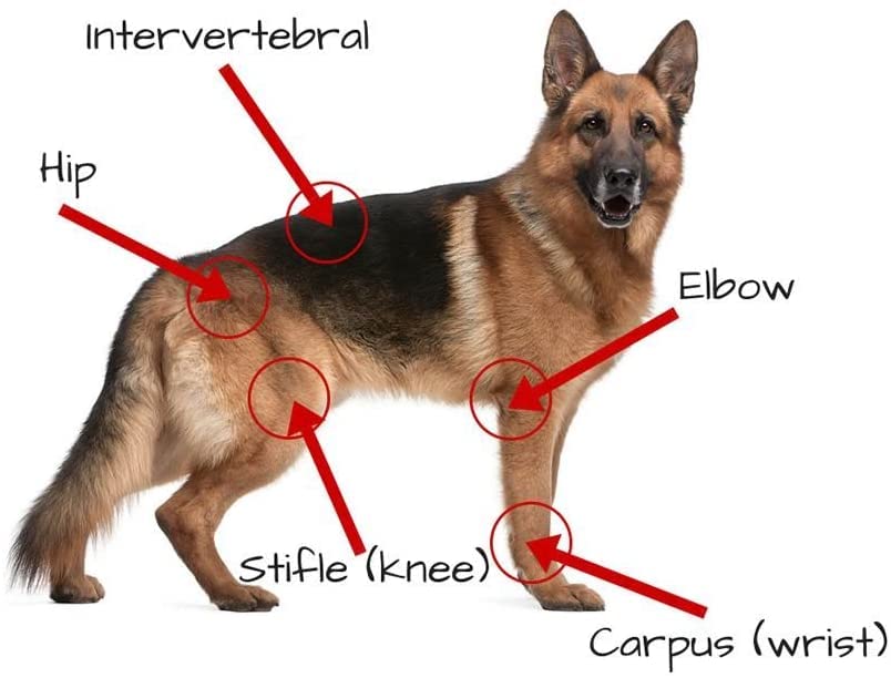 Extend - Joint Care for Dogs - 1 Month Supply - Glucosamine for Dogs with MSM & Ascorbic Acid - Pure Grade Ingredients.