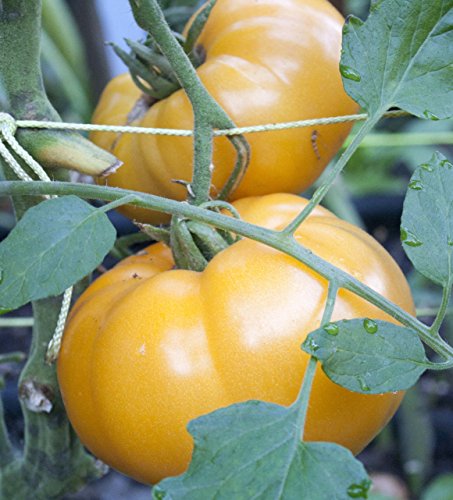 75+ Yellow Brandywine Tomato Seeds- Heirloom Variety- by Ohio Heirloom Seeds