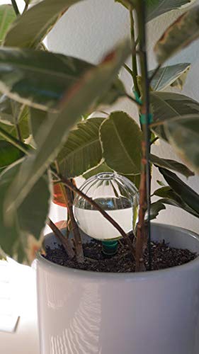 Blumat Glass Plant Self Watering Globes | Automatic Houseplant Drip Irrigation for Indoor Plants, Hanging Plants, Houseplants, Plant Garden Accessories | Vacation Plant Savers - Large Globe Small Adapter