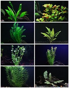 30+ stems - 8 species - - anacharis, amazon, rotala, ludwigia and more!