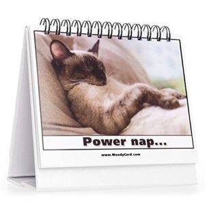 Moodycards Office Gift For Cat Lovers Make Everyone Laugh with These Adorable and Hilarious Cat memes - Let The Kittys Tell Everyone How You Feel! A Terrific Office Gift! 25 Different Moods