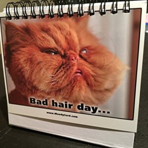 Moodycards Office Gift For Cat Lovers Make Everyone Laugh with These Adorable and Hilarious Cat memes - Let The Kittys Tell Everyone How You Feel! A Terrific Office Gift! 25 Different Moods