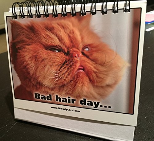 Moodycards Office Gift For Cat Lovers Make Everyone Laugh with These Adorable and Hilarious Cat memes - Let The Kittys Tell Everyone How You Feel! A Terrific Office Gift! 25 Different Moods