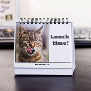 Moodycards Office Gift For Cat Lovers Make Everyone Laugh with These Adorable and Hilarious Cat memes - Let The Kittys Tell Everyone How You Feel! A Terrific Office Gift! 25 Different Moods