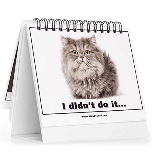 Moodycards Office Gift For Cat Lovers Make Everyone Laugh with These Adorable and Hilarious Cat memes - Let The Kittys Tell Everyone How You Feel! A Terrific Office Gift! 25 Different Moods