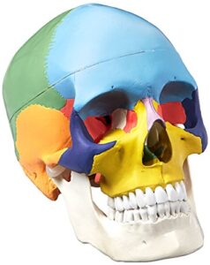 didactic colored human skull anatomical model, medical quality, life sized (9" height) - 3 parts