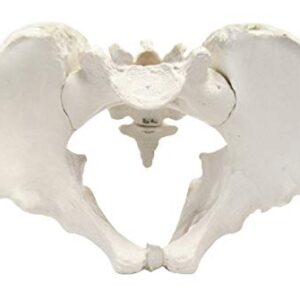 Male Pelvic Skeleton Anatomical Model, Medical Quality, Life Sized (11" x 9" x 5" Approx.)