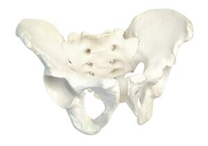 male pelvic skeleton anatomical model, medical quality, life sized (11" x 9" x 5" approx.)