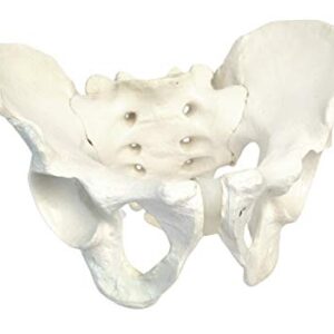 Male Pelvic Skeleton Anatomical Model, Medical Quality, Life Sized (11" x 9" x 5" Approx.)