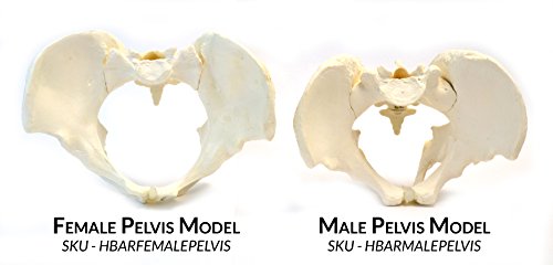 Male Pelvic Skeleton Anatomical Model, Medical Quality, Life Sized (11" x 9" x 5" Approx.)