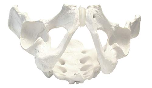Male Pelvic Skeleton Anatomical Model, Medical Quality, Life Sized (11" x 9" x 5" Approx.)