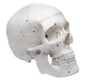 eisco numbered human skull model - medical quality - 3 parts w/removable calvaria, articulated mandible, painted sutures, 55 numbered features - anatomy skull, plastic skull replica, life size skull