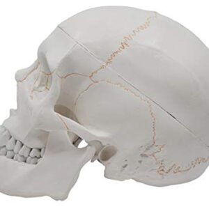 EISCO Numbered Human Skull Model - Medical Quality - 3 Parts w/Removable Calvaria, Articulated Mandible, Painted Sutures, 55 Numbered Features - Anatomy Skull, Plastic Skull Replica, Life Size Skull