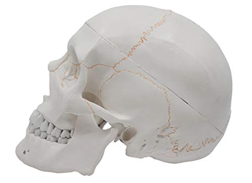 EISCO Numbered Human Skull Model - Medical Quality - 3 Parts w/Removable Calvaria, Articulated Mandible, Painted Sutures, 55 Numbered Features - Anatomy Skull, Plastic Skull Replica, Life Size Skull